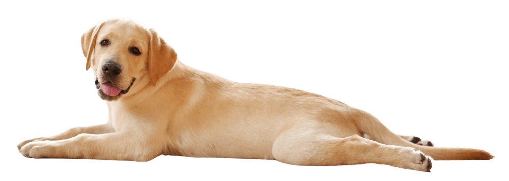 Labrador Retriever on floor