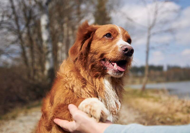 dog giving paw to his owner