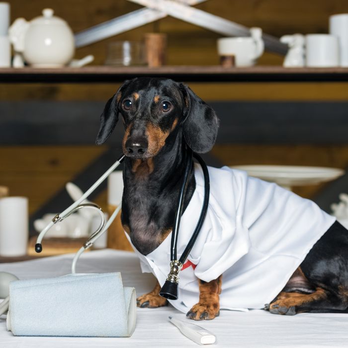 A dachshund dog in a white coat and stethoscope