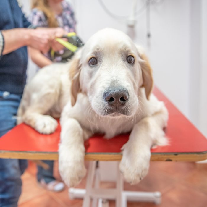 A dog sitting calmly on a table in a vet's office