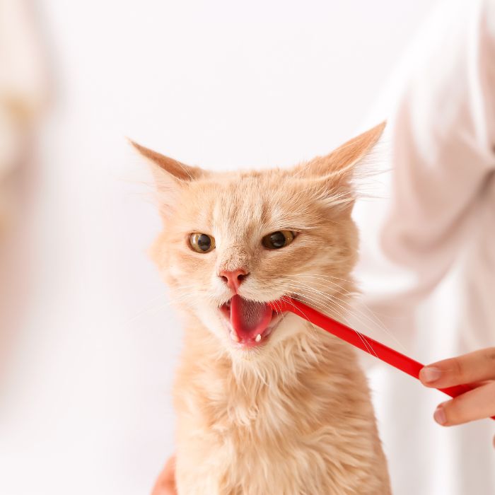 Person brushing a cat's teeth with a small toothbrush