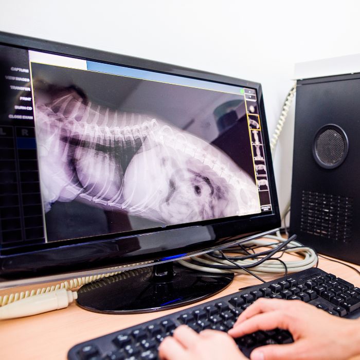 A person analyzing an x-ray of pet