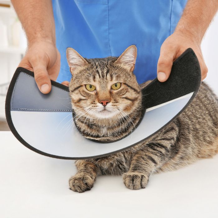 A cat wearing a cone on its head