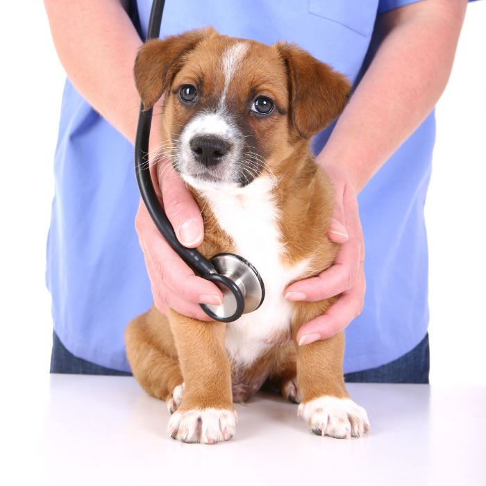 A person attentively examines a dog using a stethoscope