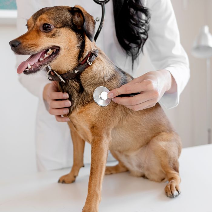 A woman using a stethoscope to examine a dog's health condition