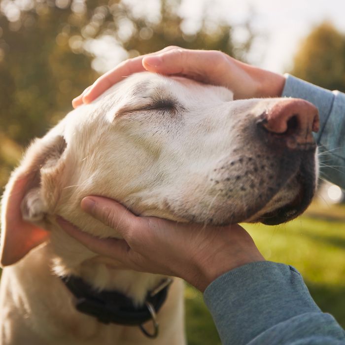 A person gently strokes a dog's fur with their hand