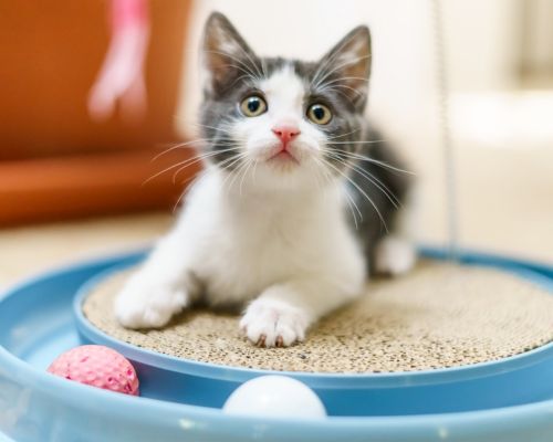 A cute kitten perched on a cat toy