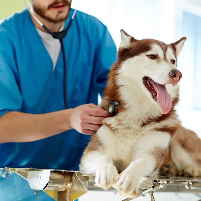 vet examines a dog