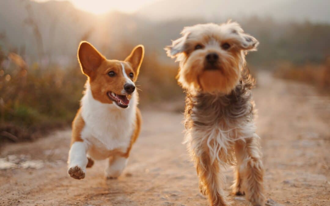 Two dogs running across a road