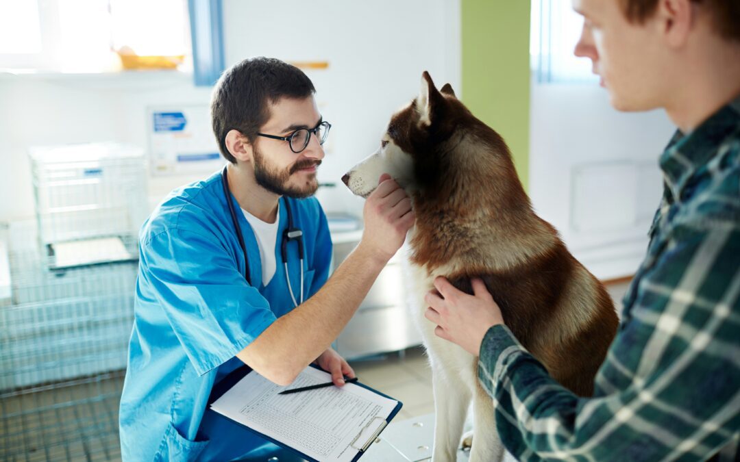 Dog at the vet