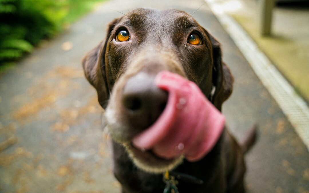 Brown dog licking its face