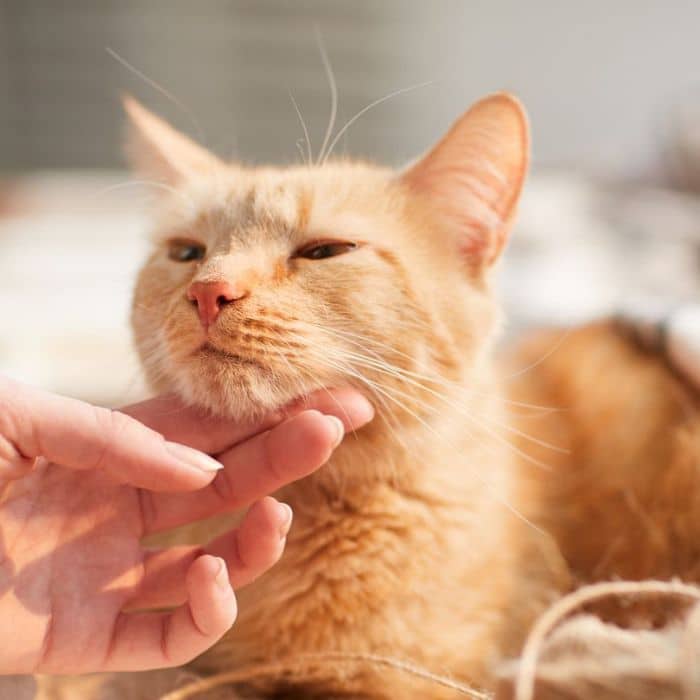 lady petting ginger cat
