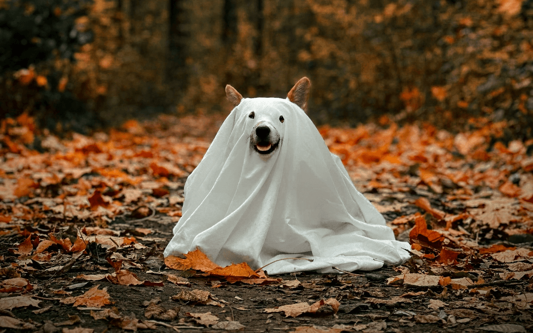 Halloween Hazards for Pets