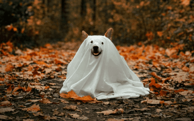 Top Halloween Hazards for Pets – What Every Pet Parent Should Know