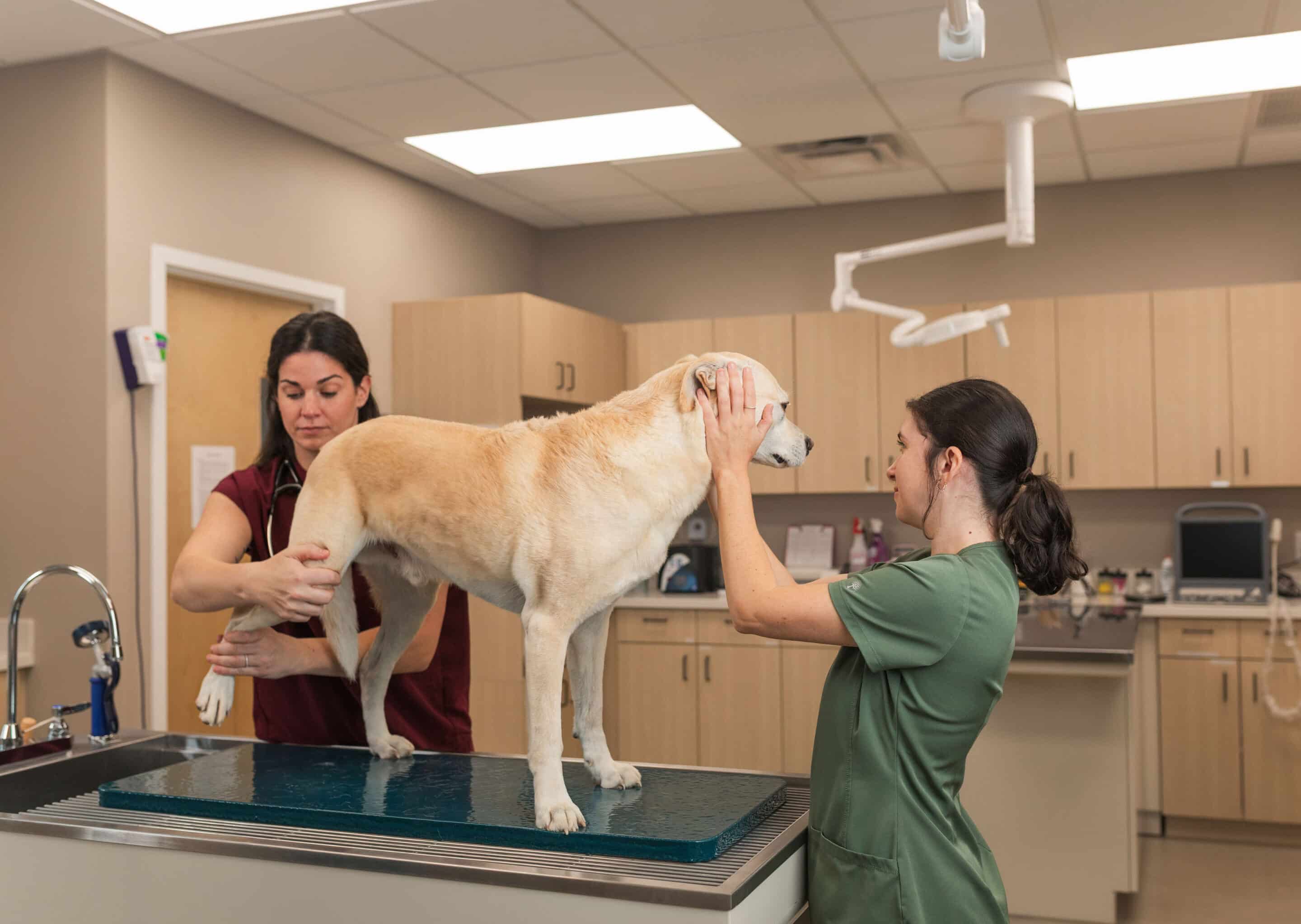 Lab being examined at the vet